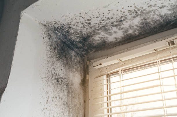 Affordable Crawl Space Mold Removal solutions in Garrett Park, MD